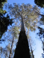 Eucalyptus regnans - mountain ash Reservoir Creek, Richmond, Nelson.